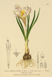 Spring Crocus
