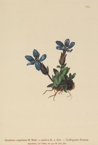Spring Gentian by German School