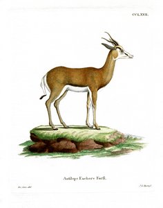 Springbok by German School