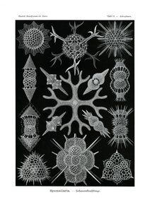 Spumellaria by German School