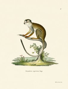 Squirrel Monkey