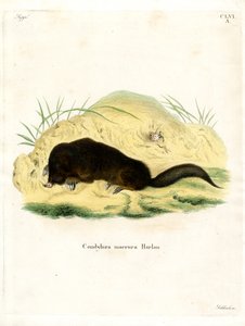 Star-nosed Mole