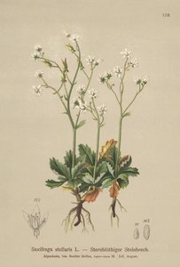 Starry Saxifrage