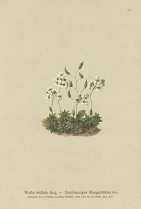 Stellated Whitlow-grass