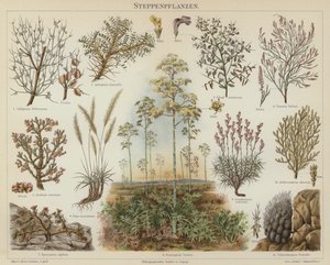 Steppe plants