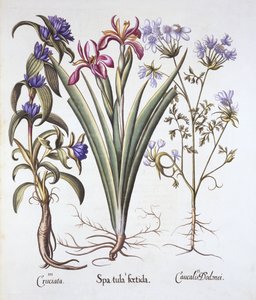Stinking Iris, Orlaya, and Crosswort Gentian, from Hortus Eystettensis
