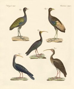 Strange Brazilian Birds