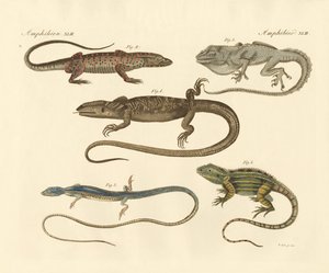 Strange Amphibians