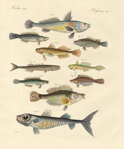 Strange and beautiful fish