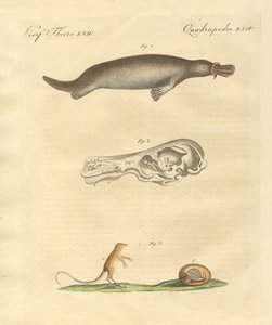 Strange Animals by German School