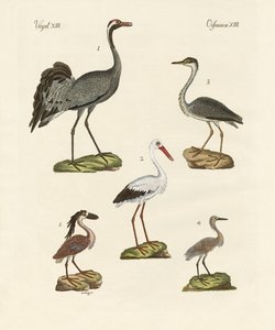 Strange Beach Birds by German School