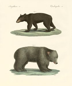 Strange Bears by German School