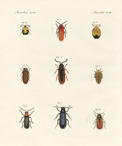 Strange Beetles by German School
