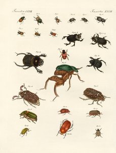 Strange beetles by German School