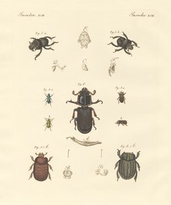 Strange beetles by German School