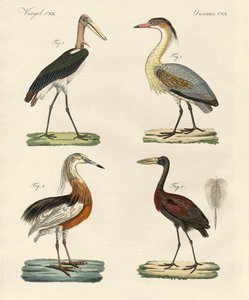 Strange birds by German School