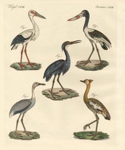 Strange Birds by German School