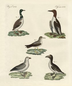 Strange Birds