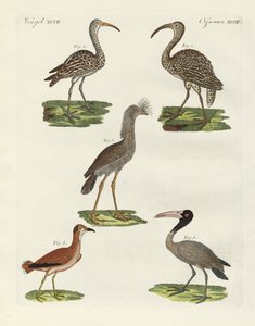 Strange Birds