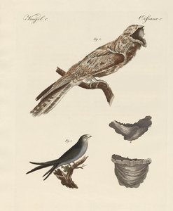 Strange Birds by German School