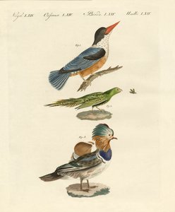 Strange Birds