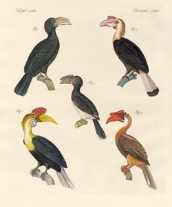 Strange birds