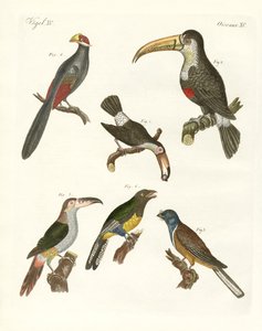 Strange Birds
