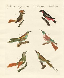 Strange Birds