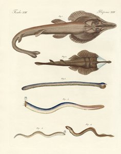 Strange cartilaginous fish by German School