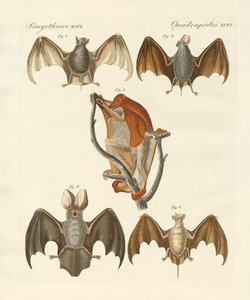 Strange Chiroptera
