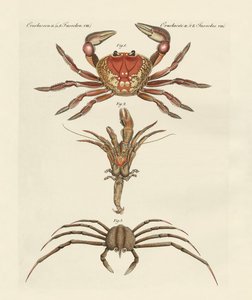 Strange Crabs