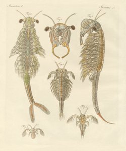 Strange Crustaceans