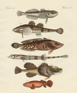 Strange Fish by German School