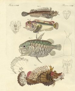 Strange Fish