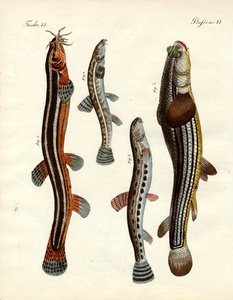 Strange fish by German School