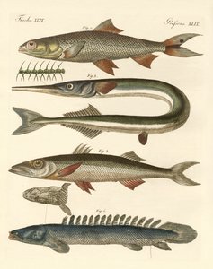 Strange fish by German School