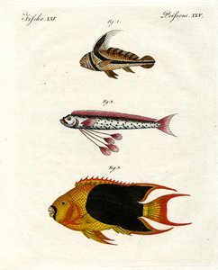 Strange Fish