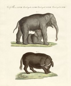 Strange four-footed animals by German School