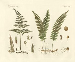 Strange grasses by German School