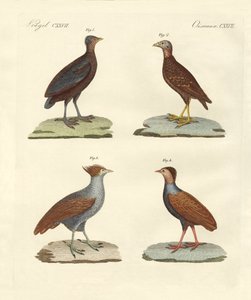 Strange hen-like birds