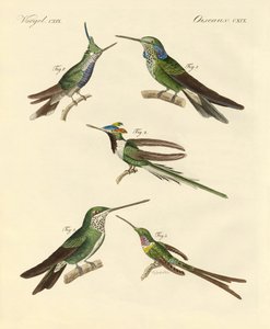 Strange Hummingbirds