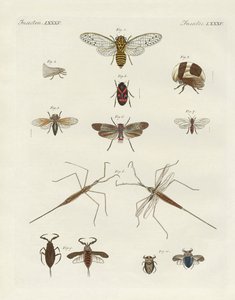 Strange insects by German School
