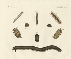 Strange insects