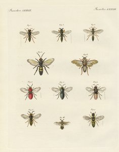 Strange insects by German School