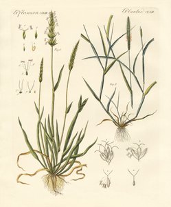 Strange Kinds of Herbage