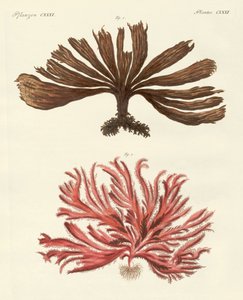 Strange Kinds of Seaweed by German School