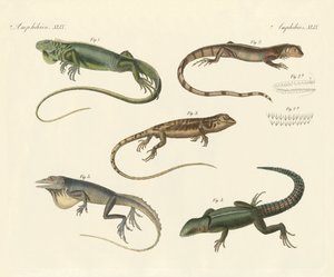 Strange lizards