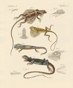 Strange Lizards