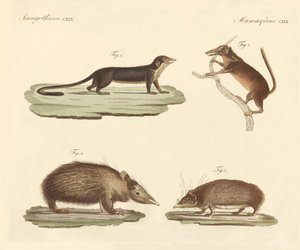 Strange mammals by German School