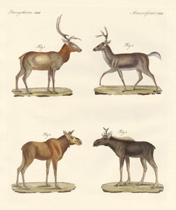 Strange mammals